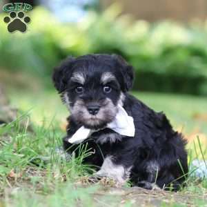 Benji, Miniature Schnauzer Puppy